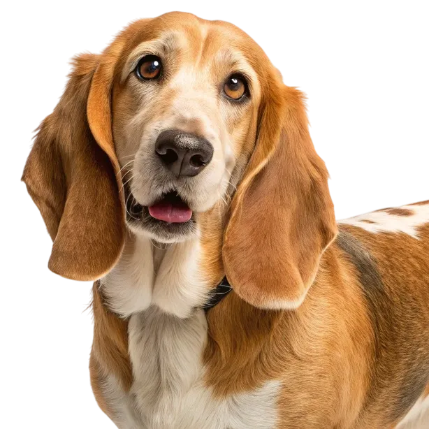 Basset Retriever