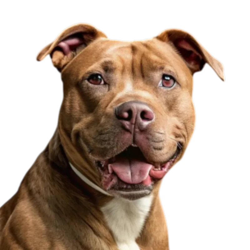 American Pit Bull Terrier