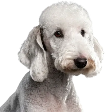 Bedlington Terrier