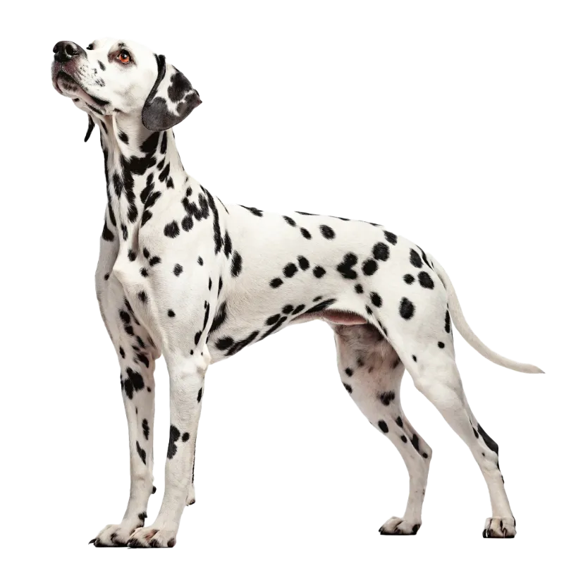 Dalmatian photo