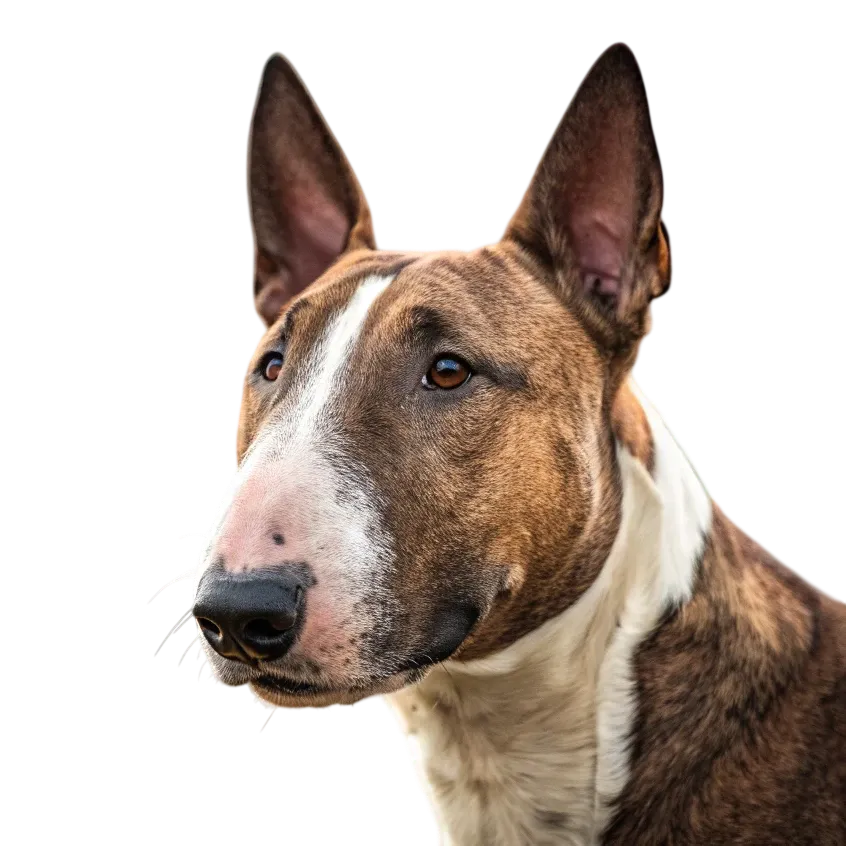 Bull Terrier