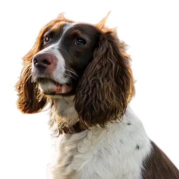 English Springer Spaniel