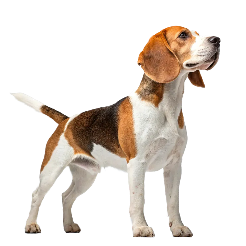Beagle photo