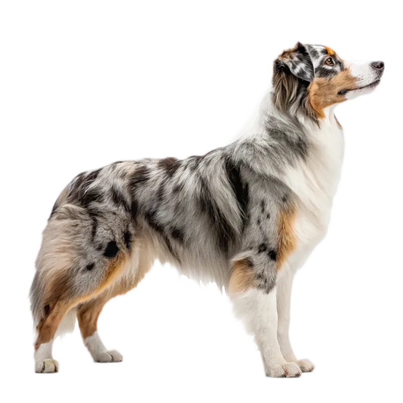 Australian Shepherd photo